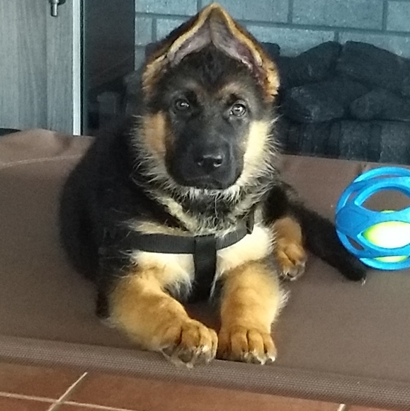 Meet your Posher, Wendy - Picture 2 of 9